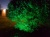 Бокаж-8-65 архитектурно-ландшафтный светильник зеленого света, 8 Вт, 700 Лм